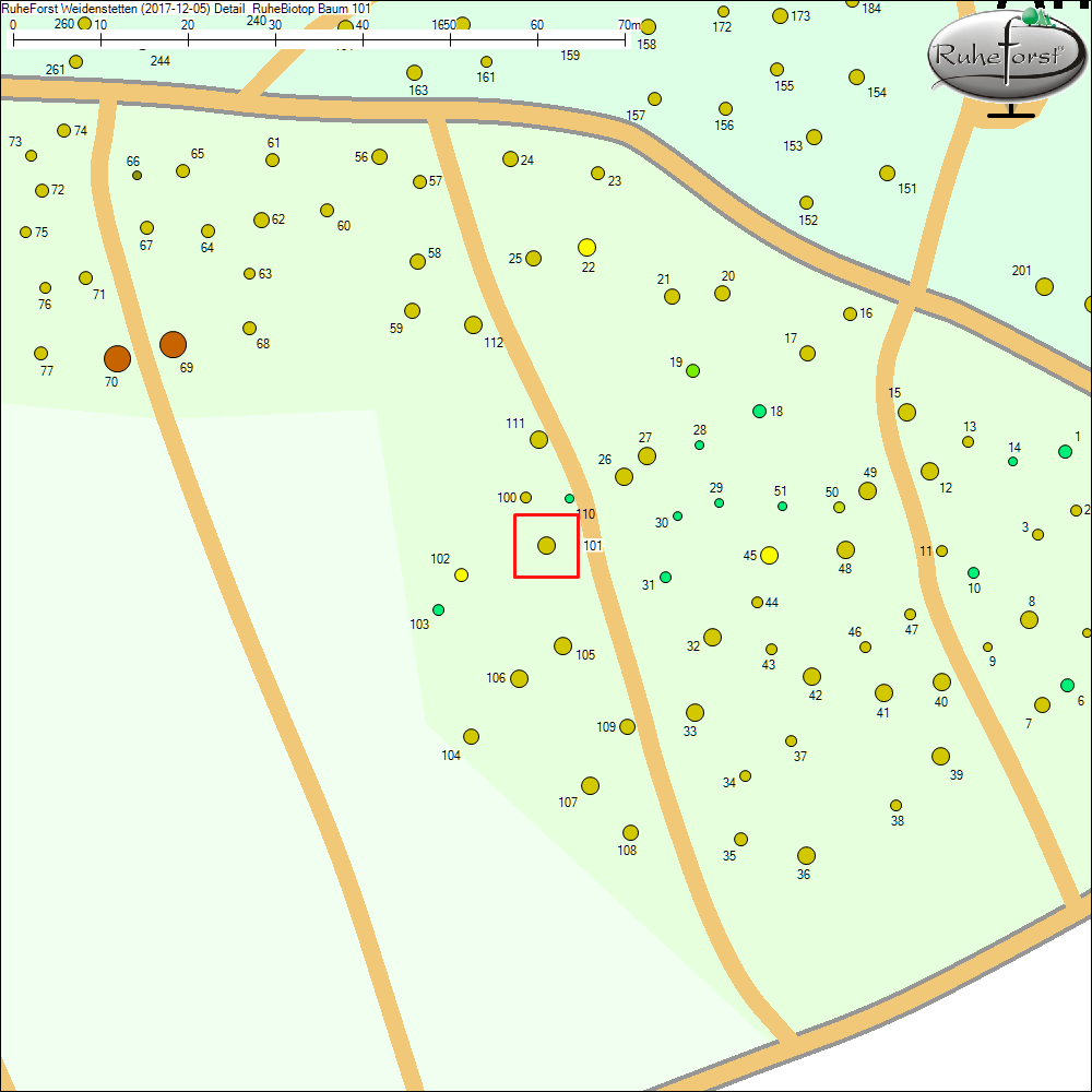Detailkarte zu Baum 101