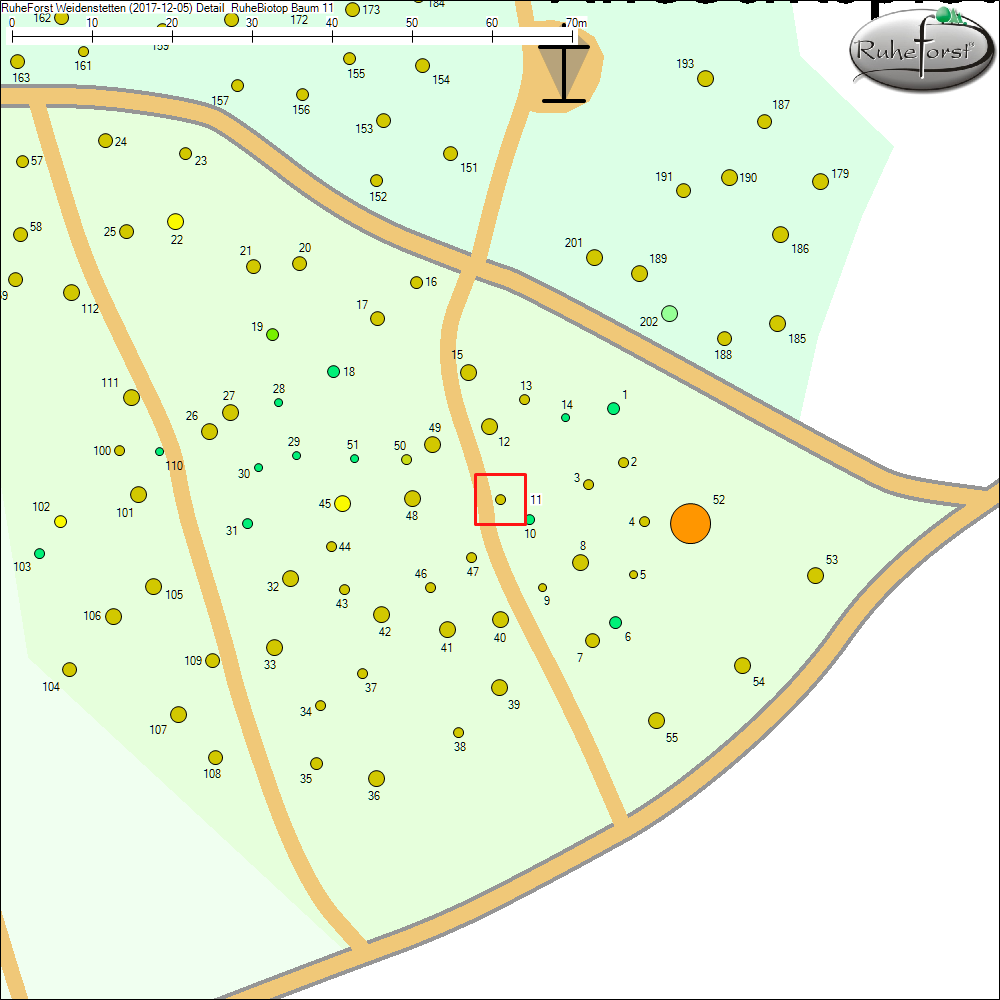 Detailkarte zu Baum 11