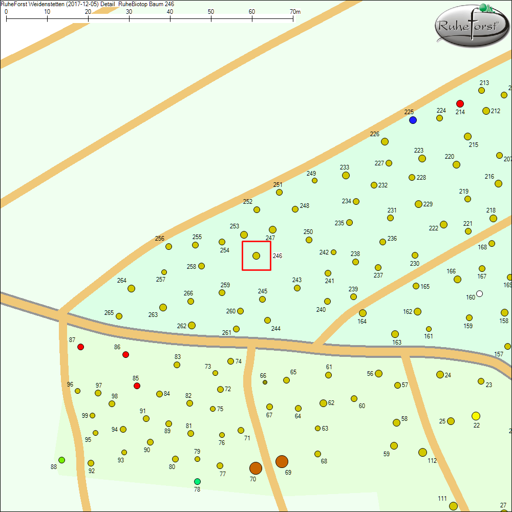 Detailkarte zu Baum 246