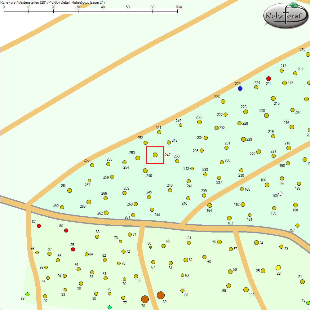 Detailkarte zu Baum 247