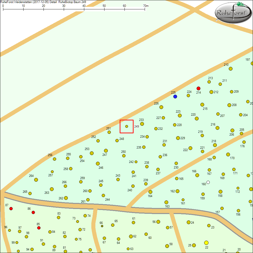 Detailkarte zu Baum 249