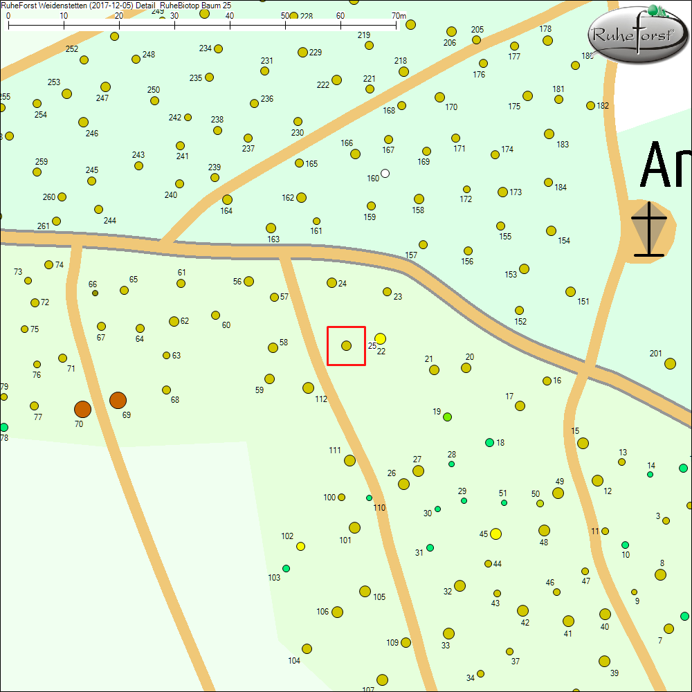 Detailkarte zu Baum 25