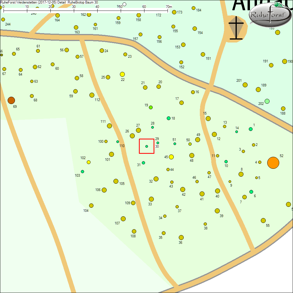 Detailkarte zu Baum 30