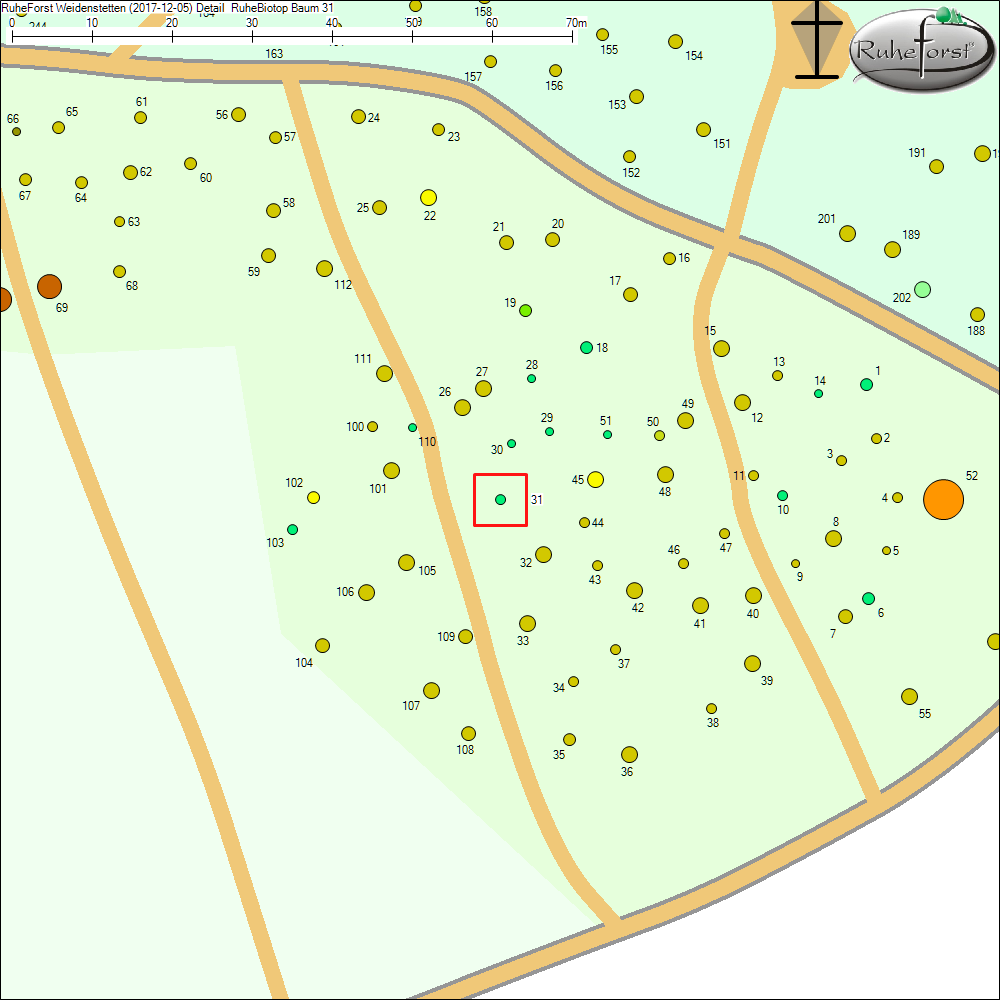 Detailkarte zu Baum 31