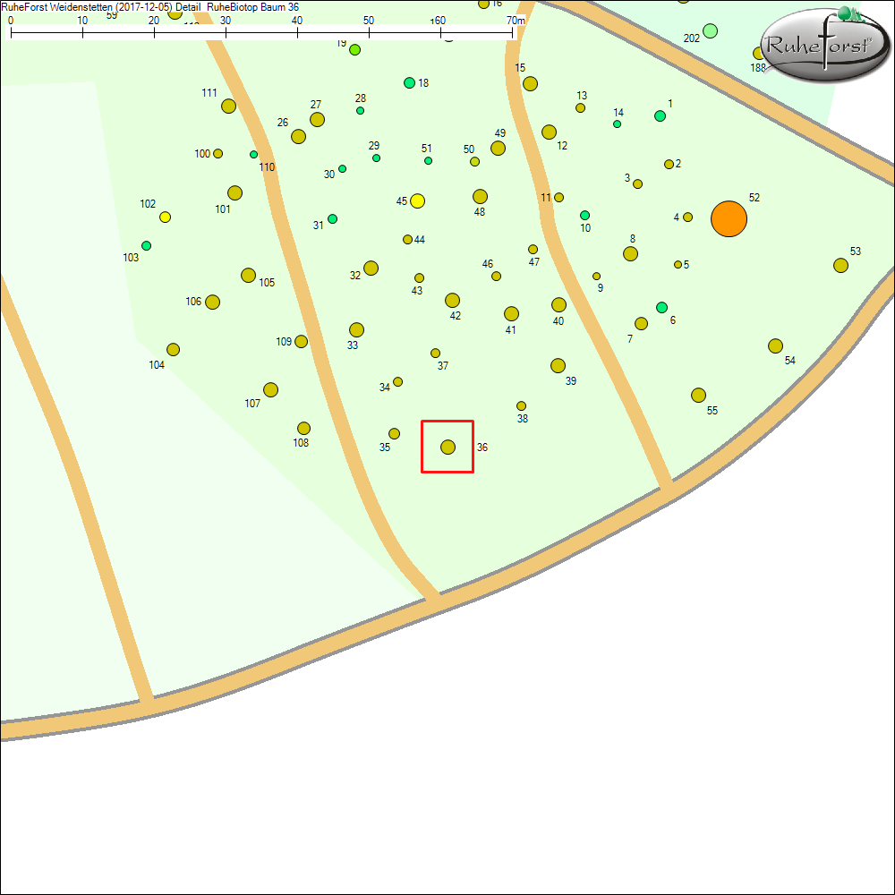 Detailkarte zu Baum 36