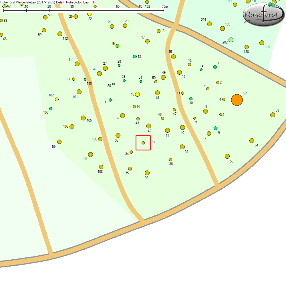 Detailkarte zu Baum 37