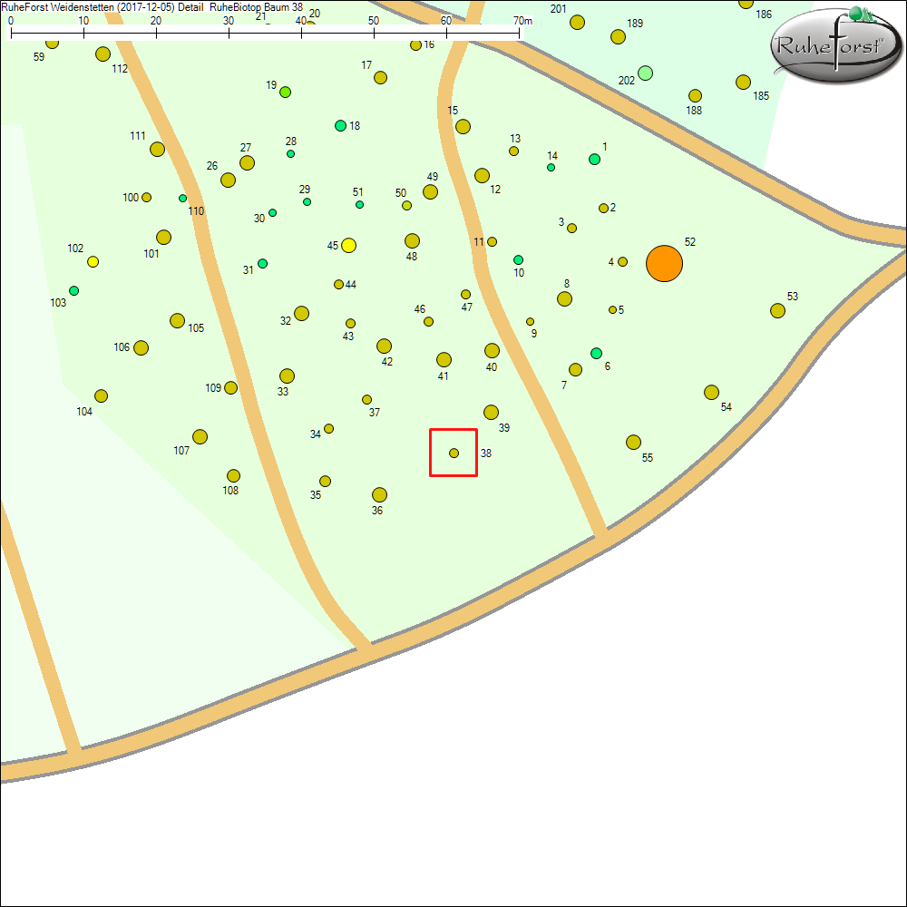 Detailkarte zu Baum 38