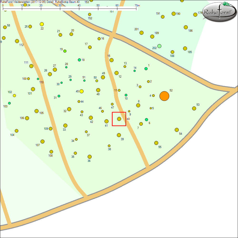 Detailkarte zu Baum 40