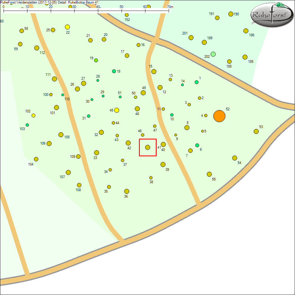 Detailkarte zu Baum 41