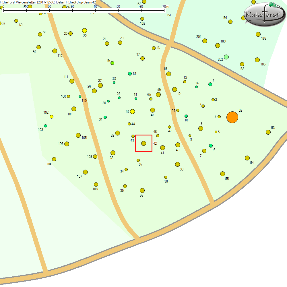 Detailkarte zu Baum 42