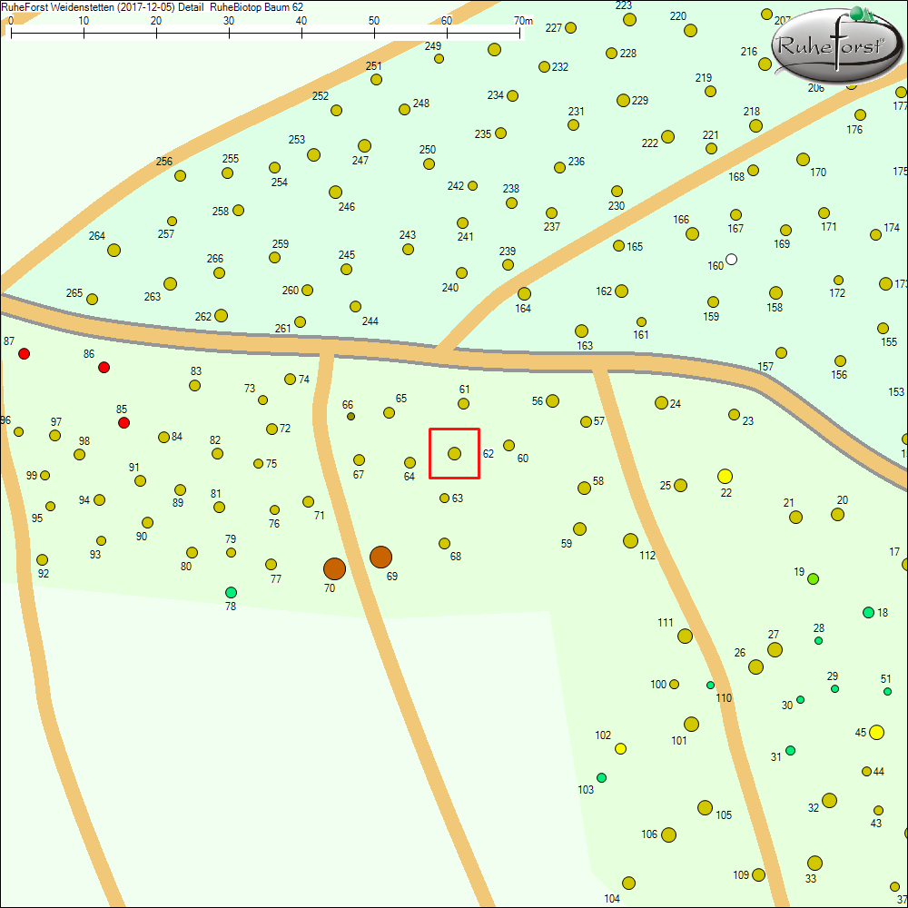 Detailkarte zu Baum 62
