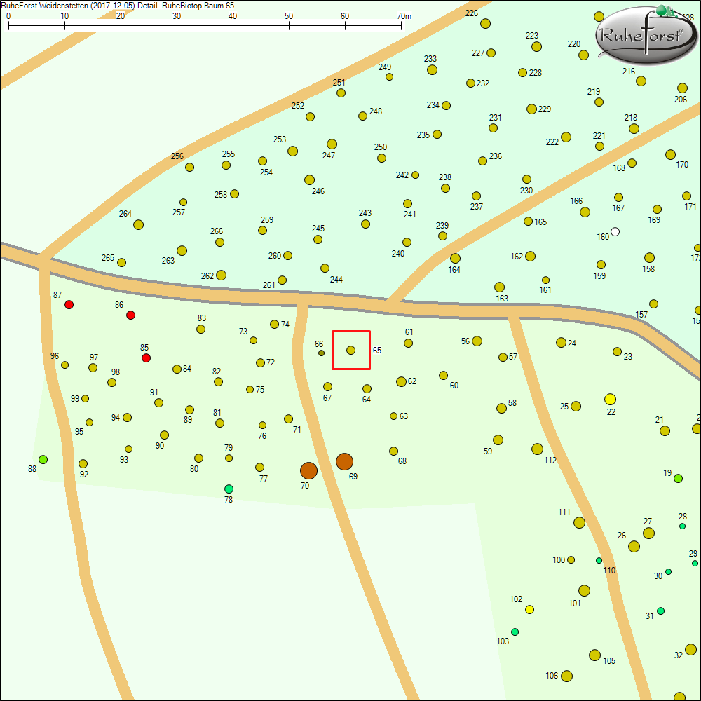 Detailkarte zu Baum 65