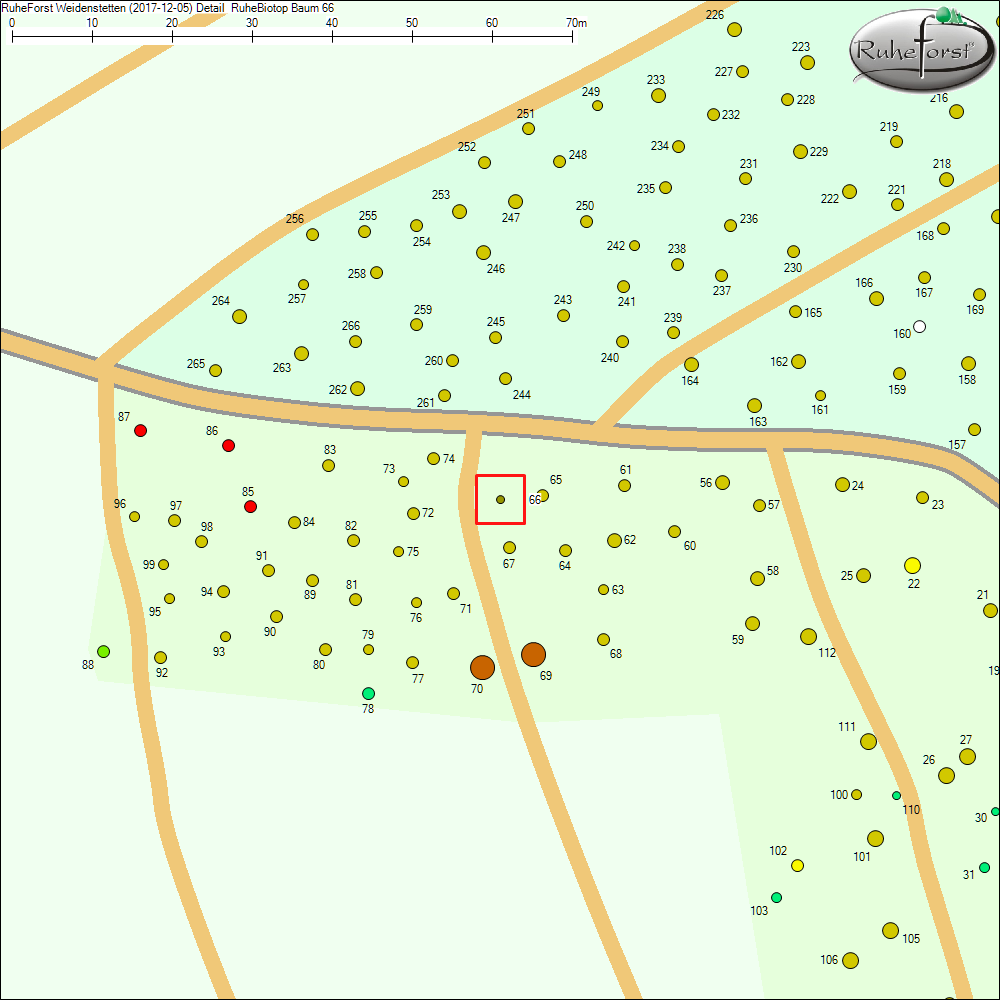 Detailkarte zu Baum 66