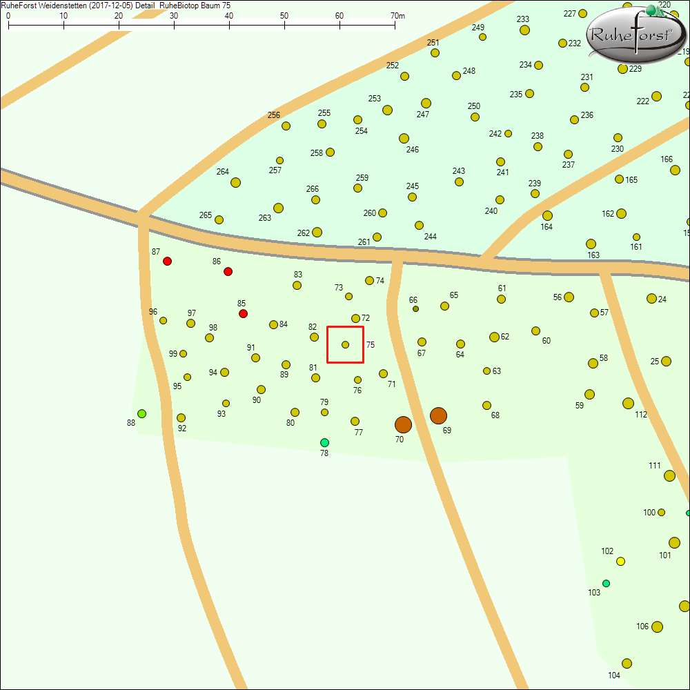 Detailkarte zu Baum 75