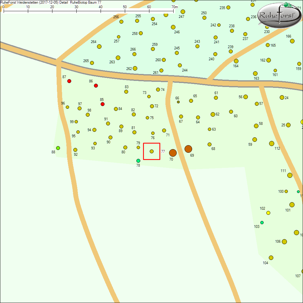 Detailkarte zu Baum 77