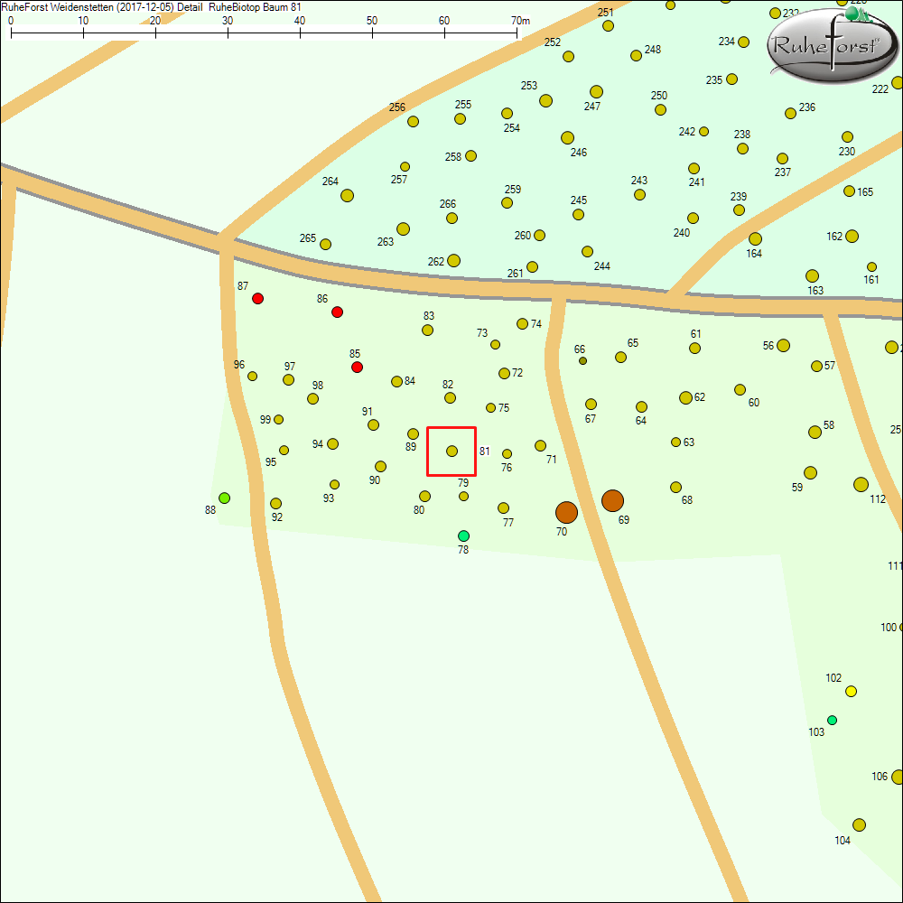 Detailkarte zu Baum 81