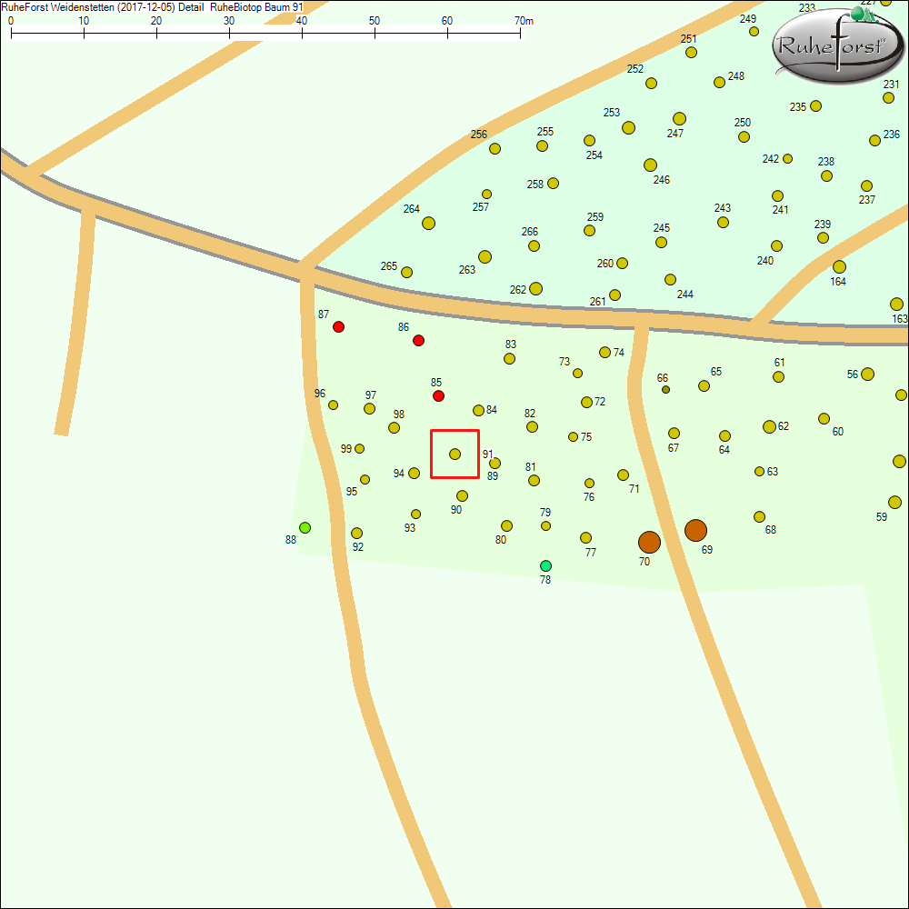 Detailkarte zu Baum 91
